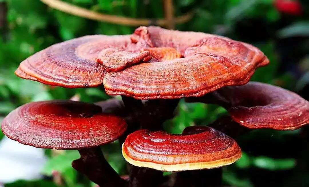 正處三伏天，靈芝孢子粉養(yǎng)生正當時