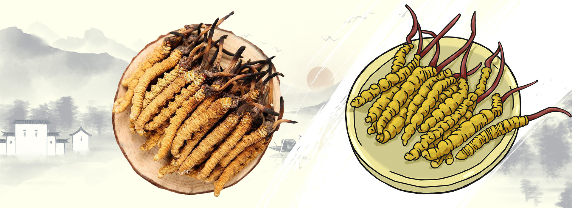 腦力工作者為什么適用吃蟲草