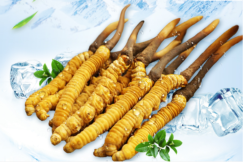 冬蟲(chóng)夏草這幾種人一定要堅(jiān)持吃，好處多多