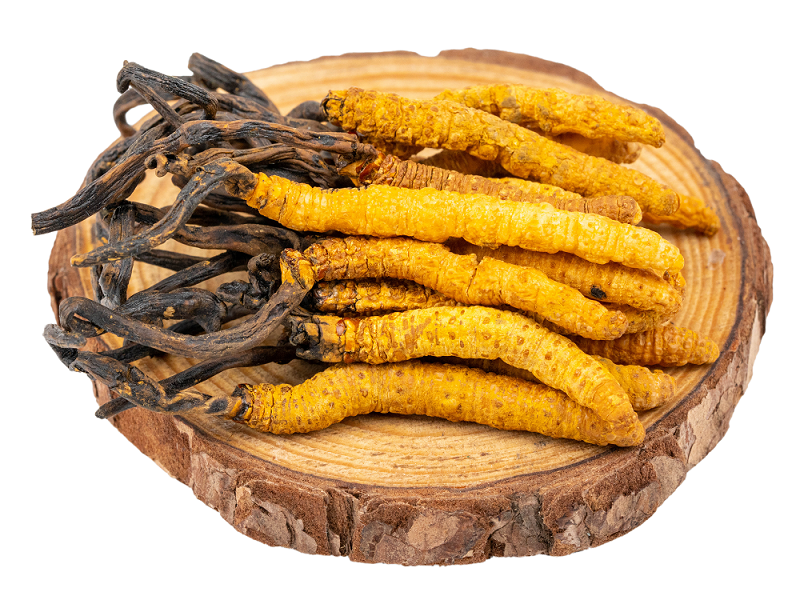 聽說蝙蝠蛾擬青霉與冬蟲夏草有關？是真的嗎