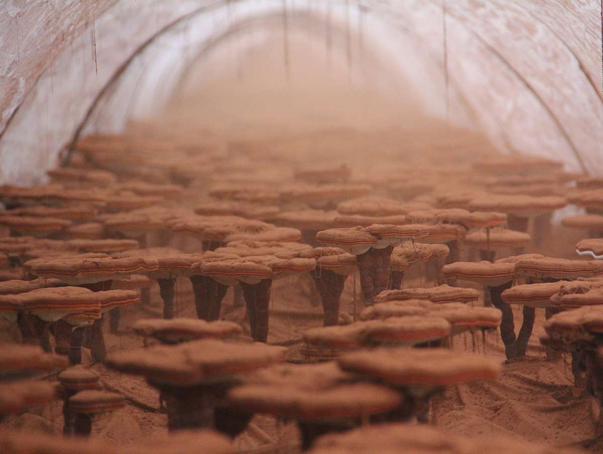 服用靈芝孢子粉的講究，了解一下