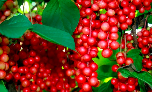 一藥補五臟，五味子很奇妙