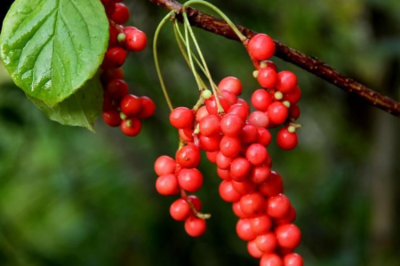 五味子具有保健作用，經(jīng)常吃，會有這些好處