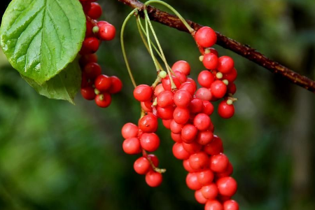 對(duì)于血壓較高的人來(lái)說(shuō)，還可以多食用五味子！