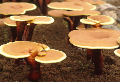 靈芝孢子粉每日用量公布！