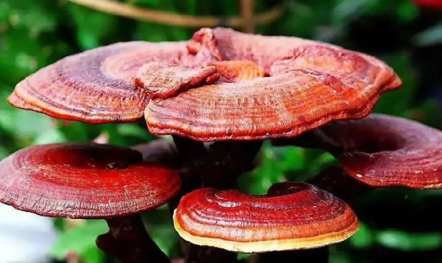 高品質免疫力產品，靈芝孢子粉需要仔細挑選