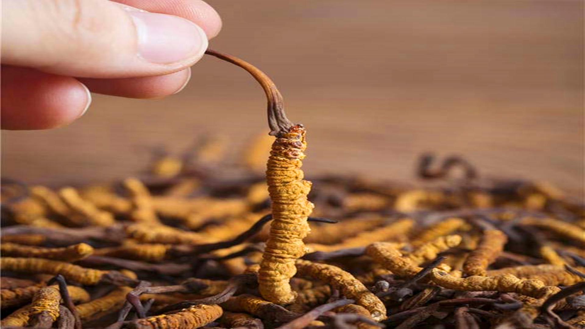 冬蟲(chóng)夏草究竟是蟲(chóng)還是草？很多人都不知道，它有何價(jià)值？