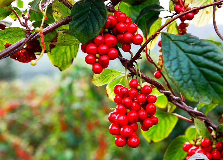 談中藥五味子，五臟皆可補(bǔ)