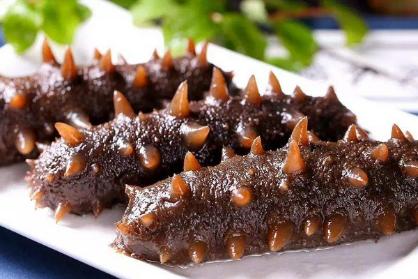 海參能改善腸道菌群平衡嗎？