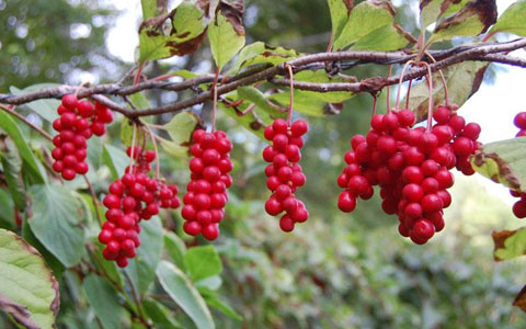 五味子這樣搭配，幫助肝病患者養(yǎng)好肝