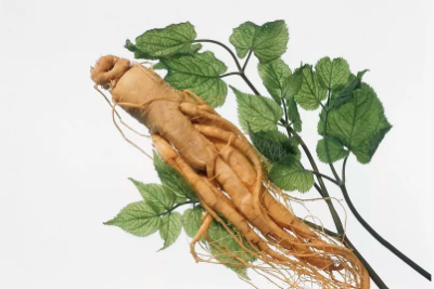 人參皂苷rh2和rg3相比，誰更強(qiáng)？